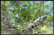088 Iguanas love trees
